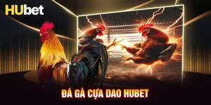 Đá gà cựa dao HUBET