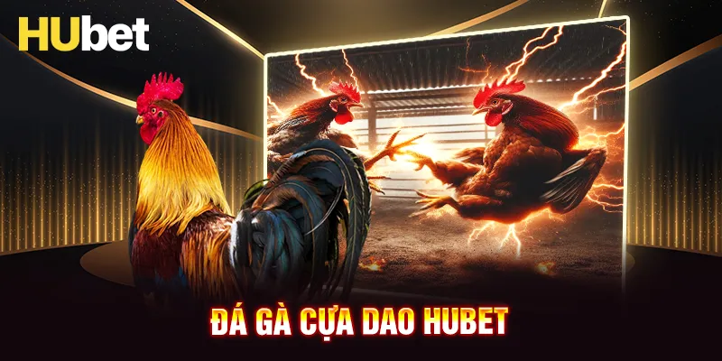 Đá gà cựa dao HUBET