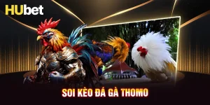 Soi kèo đá gà Thomo